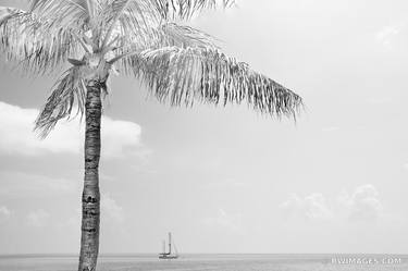 PALM TREE SAILBOAT OCEAN ISLAMORADA FLORIDA KEYS FLORIDA BLACK AND WHITE - Limited Edition of 125 thumb