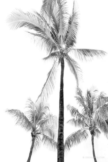 PALM TREES ISLAMORADA FLORIDA KEYS BLACK AND WHITE - Limited Edition of 125 thumb