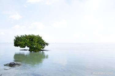 MANGROVE TREE AND THE OCEAN ANNE'S BEACH ISLAMORADA LOWER MATECUMBE KEY FLORIDA KEYS - Limited Edition of 125 thumb