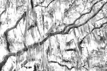 LIVE OAK TREES BRANCHES SPANISH MOSS PLUM ORCHARD CUMBERLAND ISLAND GEORGIA BLACK AND WHITE - Limited Edition of 100 thumb