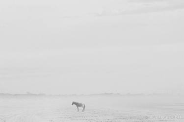 LONER WILD HORSE CUMBERLAND ISLAND GEORGIA BLACK AND WHITE - Limited Edition of 100 thumb