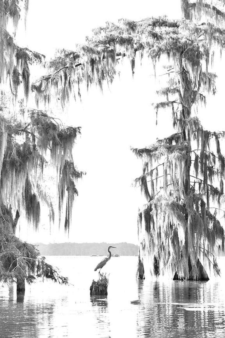 Black and White Picture/Photo: Bald Cypress at sunset on Lake Martin.  Louisiana, USA