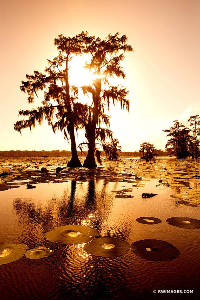 BALD CYPRESS TREES HERON LAKE MARTIN LOUISIANA SWAMP BLACK AND WHITE -  Limited Edition of 100 Photography by Robert Wojtowicz