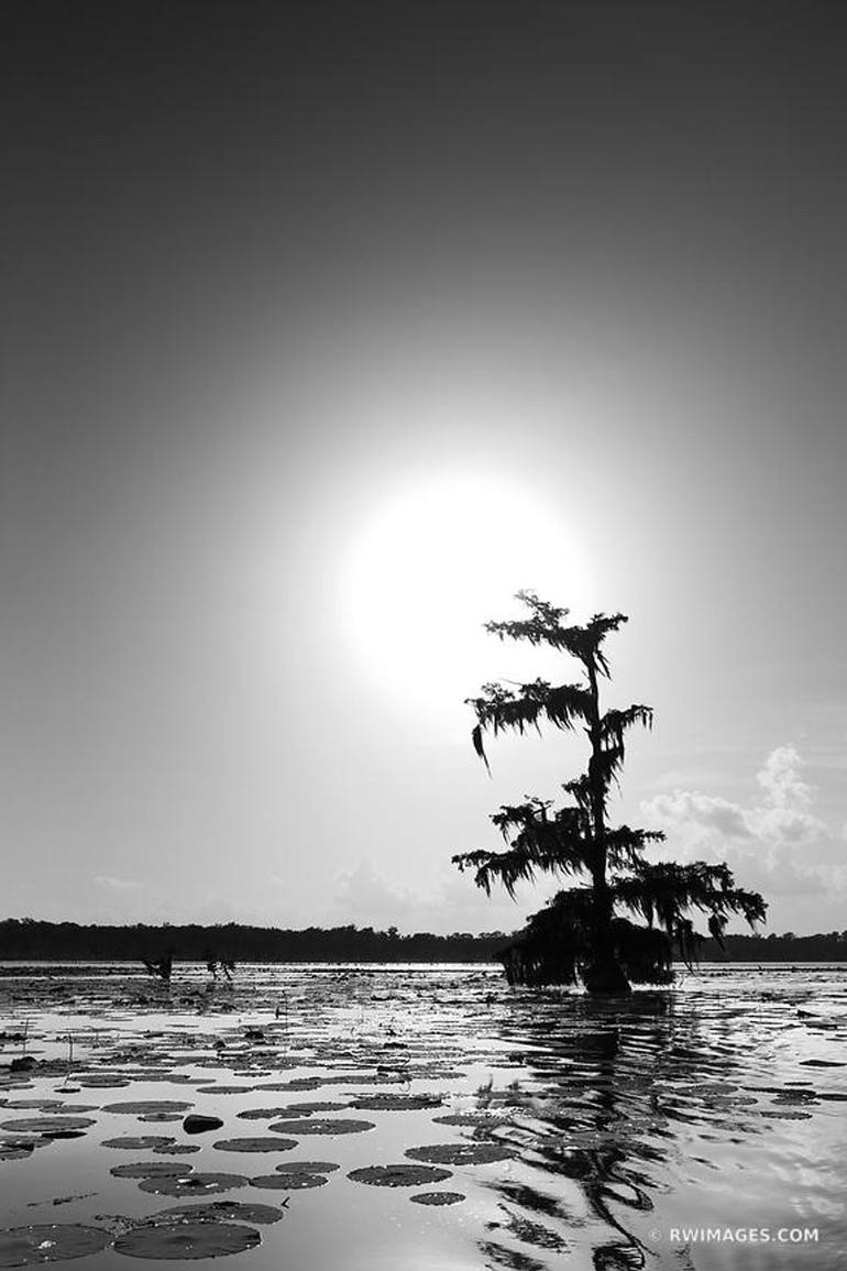 BALD CYPRESS TREES HERON LAKE MARTIN LOUISIANA SWAMP BLACK AND WHITE -  Limited Edition of 100 Photography by Robert Wojtowicz