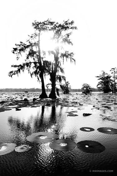 LAKE MARTIN LOUISIANA SWAMP BLACK AND WHITE VERTICAL - Limited Edition of 100 thumb