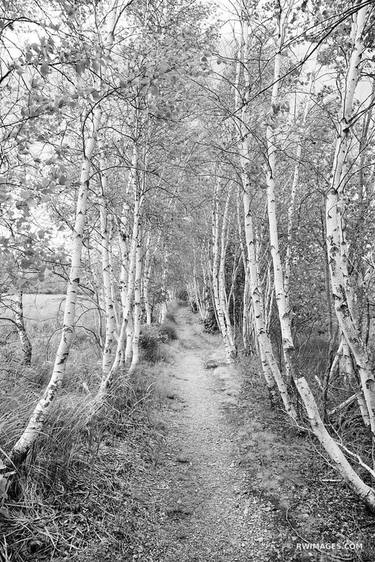 PATH AND WHITE BIRCH TREES SIEUR DE MONTS ACADIA NATIONAL PARK MAINE BLACK AND WHITE - Limited Edition of 100 thumb