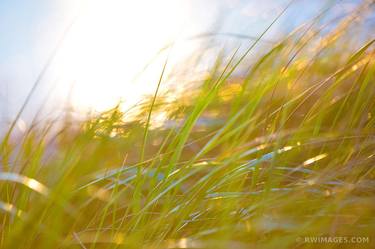 CAPE COD AUTUMN GRASSES NATURE ABSTRACT COLOR - Limited Edition of 100 thumb