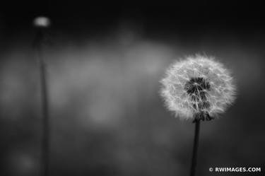 Original Botanic Photography by Robert Wojtowicz