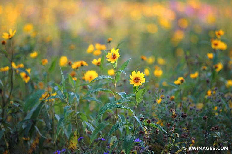 LATE SUMMER IN THE PRAIRIE - Limited Edition of 100 Photography by ...