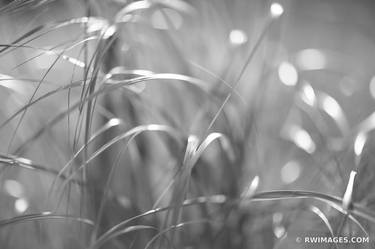 TALLGRASS PRAIRIE BOTANICALS NATURE ABSTRACT BLACK AND WHITE - Limited Edition of 100 thumb
