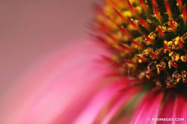 Original Fine Art Floral Photography by Robert Wojtowicz