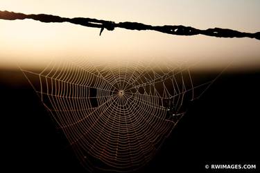 BARBED WIRE AND SPIDER WEB WITH DEW CENTRAL ILLINOIS PRAIRIE SUMMER MORNING - Limited Edition of 100 thumb
