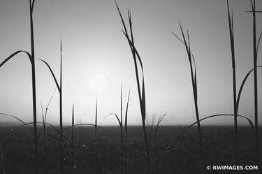 PRAIRIE SUNRISE BLACK AND WHITE CENTRAL ILLINOIS MIDWESTERN PRAIRIE FARMLAND CORNFIELD - Limited Edition of 100 thumb