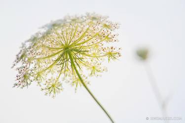 Original Floral Photography by Robert Wojtowicz