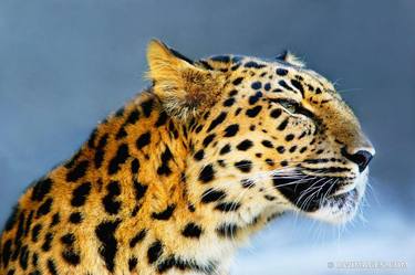 LEOPARDESS - Limited Edition of 100 image