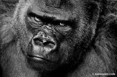 GORILLA BLACK AND WHITE - Limited Edition of 100 image