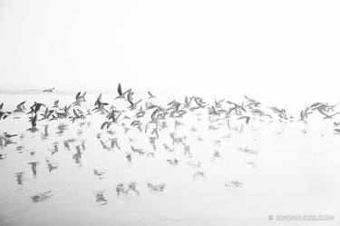 FLYING BIRDS CUMBERLAND ISLAND GEORGIA BLACK AND WHITE - Limited Edition of 100 thumb