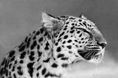Original Fine Art Animal Photography by Robert Wojtowicz