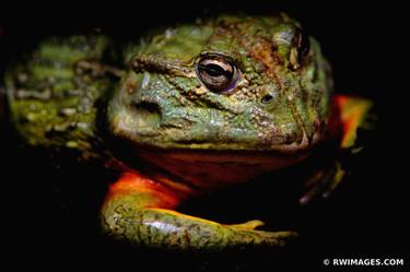 AFRICAN BULLFROG - Limited Edition of 100 thumb
