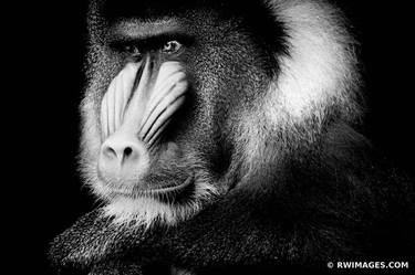 MANDRILL BLACK AND WHITE - Limited Edition of 100 thumb