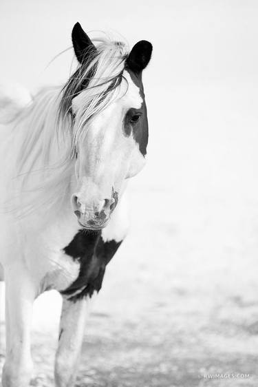 WILD PONY HORSE ASSATEAGUE NATIONAL SEASHORE MARYLAND BLACK AND WHITE VERTICAL - Limited Edition of 100 thumb