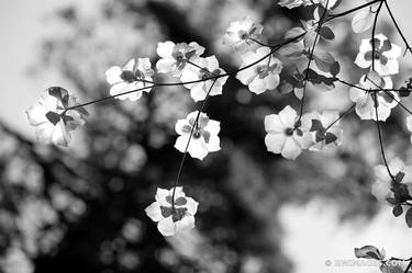 FLOWERING DOGWOOD IN SPRING YOSEMITE NATIONAL PARK CALIFORNIA BLACK AND WHITE - Limited Edition of 55 thumb