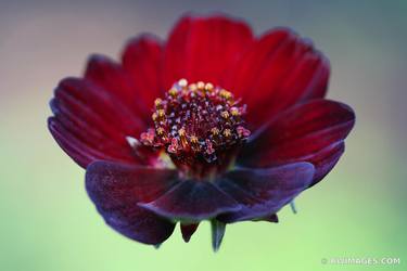 Original Fine Art Floral Photography by Robert Wojtowicz