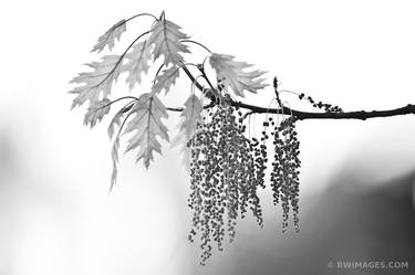 BOTANICALS TREE BRANCH LEAVES BLACK AND WHITE - Limited Edition of 100 thumb