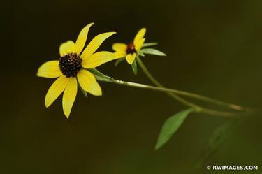 Original Fine Art Botanic Photography by Robert Wojtowicz