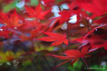 JAPANESE RED MAPLE LEAVES - Limited Edition of 100 thumb