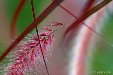 Original Fine Art Botanic Photography by Robert Wojtowicz