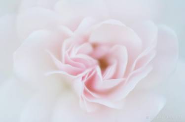 Original Fine Art Floral Photography by Robert Wojtowicz