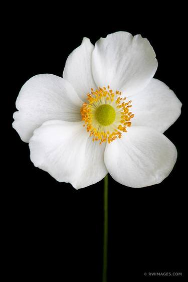 JAPANESE WHITE ANEMONE - Limited Edition of 100 thumb