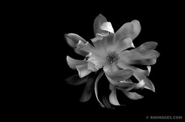 Original Fine Art Floral Photography by Robert Wojtowicz