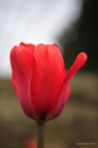 RED TULIP - Limited Edition of 100 thumb