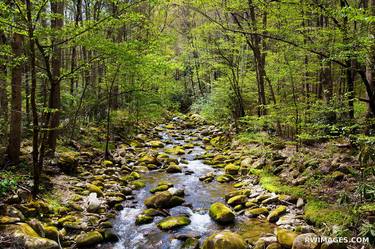 FOREST STREAM MOSSY STONES SMOKY MOUNTAINS NATIONAL PARK APPALACHIAN LANDSCAPE - Limited Edition of 100 thumb