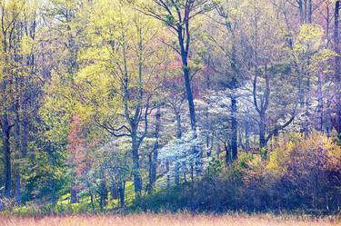 SPRING FOREST CADES COVE SMOKY MOUNTAINS COLOR - Limited Edition of 100 thumb