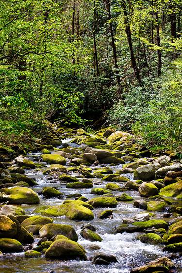 FOREST STREAM MOSSY STONES SMOKY MOUNTAINS NATIONAL PARK COLOR VERTICAL - Limited Edition of 100 thumb