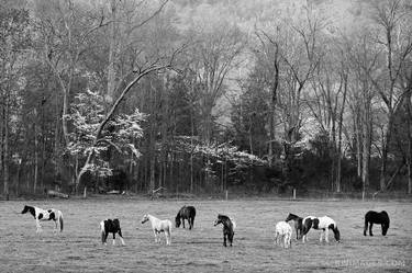 HORSES CADES COVE SMOKY MOUNTAINS BLACK AND WHITE - Limited Edition of 100 thumb