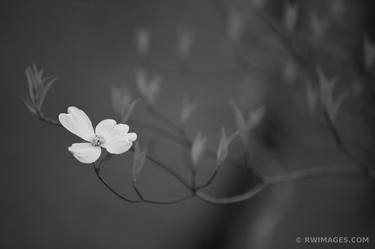 FLOWERING DOGWOOD CLOSE UP SMOKY MOUNTAINS BLACK AND WHITE - Limited Edition of 100 thumb