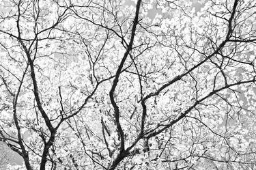 FLOWERING DOGWOOD SMOKY MOUNTAINS BLACK AND WHITE - Limited Edition of 100 thumb