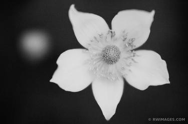 Original Fine Art Floral Photography by Robert Wojtowicz