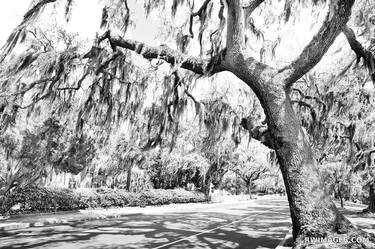 BEAUFORT SOUTH CAROLINA STREET LIVE OAK TREES SPANISH MOSS BLACK AND WHITE - Limited Edition of 125 thumb