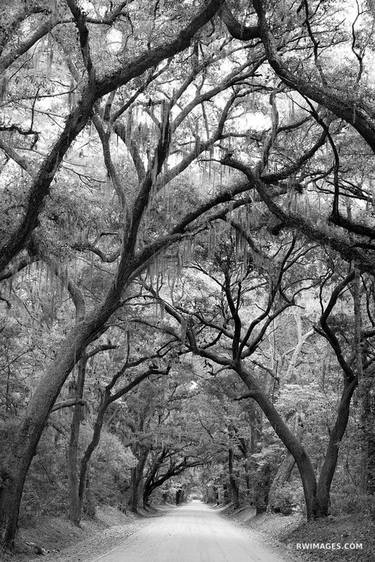 BOTANY BAY ROAD EDISTO ISLAND SOUTH CAROLINA BLACK AND WHITE VERTICAL - Limited Edition of 125 thumb