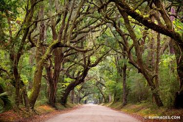 BOTANY BAY ROAD EDISTO ISLAND SOUTH CAROLINA SOUTHERN FOREST LANDSCAPE - Limited Edition of 125 thumb