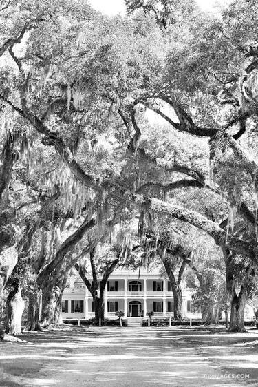 ROSEDOWN PLANTATION AND GARDENS ST. FRANCISVILLE LOUISIANA BLACK AND WHITE VERTICAL - Limited Edition of 125 thumb