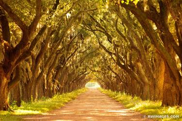OAK ALLEY NEAR RIVER ROAD LOUISIANA COLOR - Limited Edition of 125 thumb