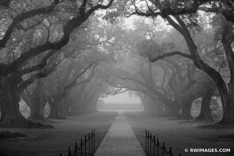 OAK ALLEY PLANTATION NEAR NEW ORLEANS LOUISIANA BLACK AND WHITE PHOTOGRAPHY  - Limited Edition 1 of 100 Photography by Robert Wojtowicz