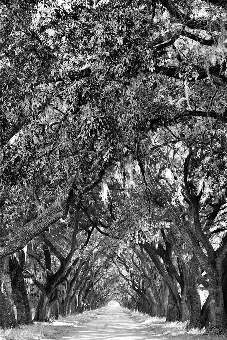 OAK ALLEY PLANTATION NEAR NEW ORLEANS LOUISIANA BLACK AND WHITE PHOTOGRAPHY  - Limited Edition 1 of 100 Photography by Robert Wojtowicz