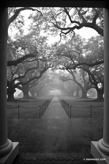 OAK ALLEY PLANTATION RAINY DAY BLACK AND WHITE VERTICAL - Limited Edition of 125 thumb